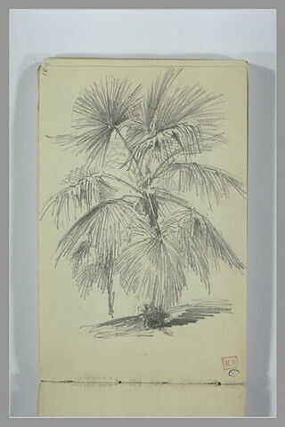 Etude de palmier