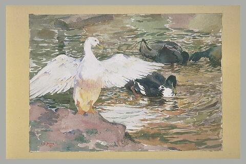 Canards sur l'eau, image 2/2