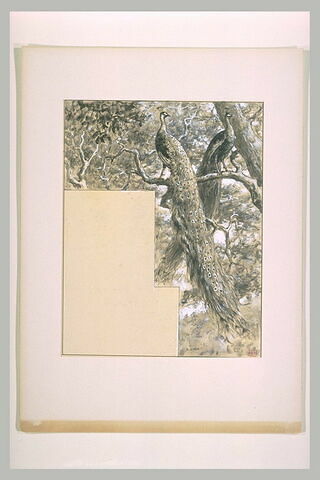 Deux paons sur une branche d'arbre, image 1/2