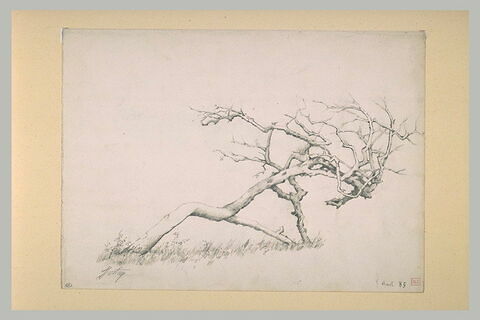 Etude d'arbre couché dans une prairie fleurie