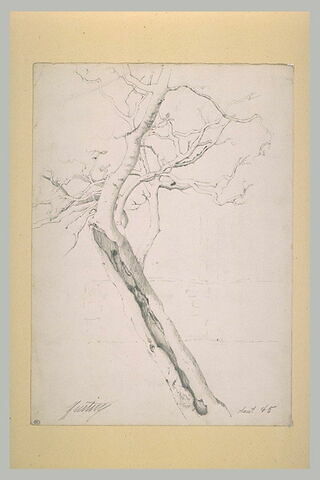 Etude d'arbre