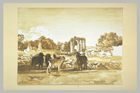 Chèvres dans les ruines de Médamond
