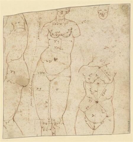Etudes anatomiques de femmes avec mensurations, image 1/1