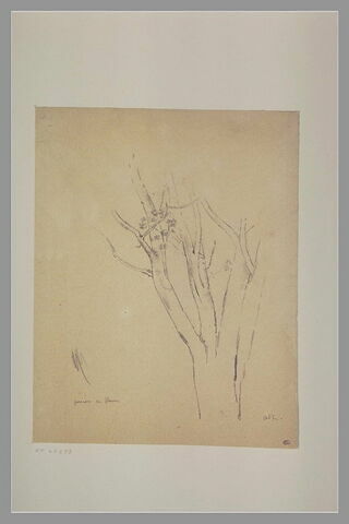 Tronc d'arbre : pommier en fleur, image 1/1