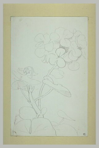 Géranium, image 1/1
