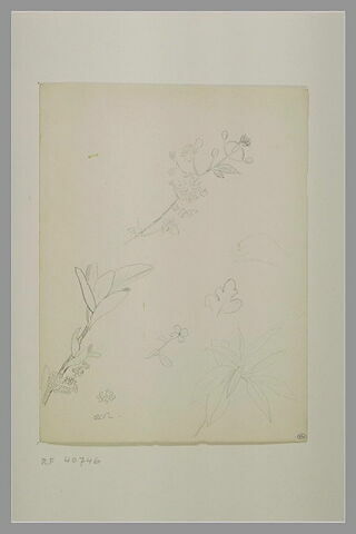 Branches d'arbustes, fleurs, feuille et croquis d'une main gauche