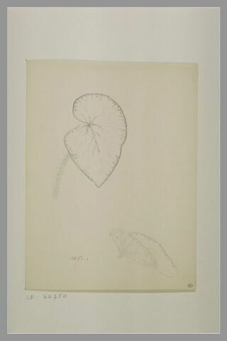 Deux études de feuilles, image 2/2