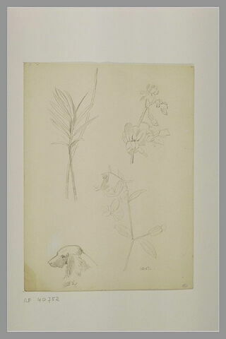 Deux fleurs, feuillages et une tête de chien, image 2/2