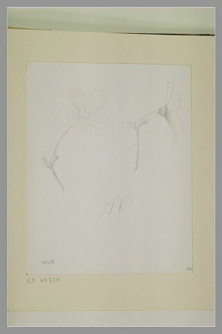 Deux études d'une fleur et croquis inachevé d'une main gauche, image 1/1