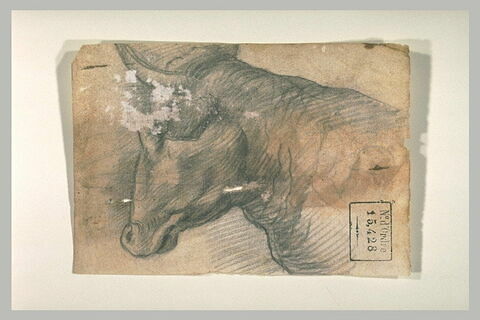 Etude d'une tête de vache