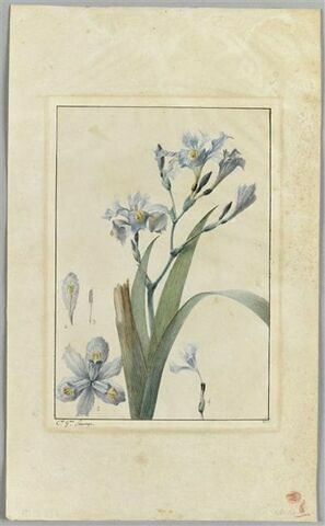Une plante du jardin de La Malmaison : Iris, image 2/2
