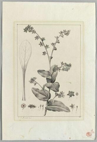 Une plante du jardin de La Malmaison : Cyneglossum Columnae (Borraginacées), image 2/2