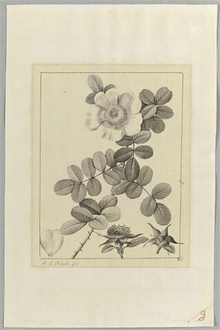 Une plante du jardin de La Malmaison : Rosa, image 2/2