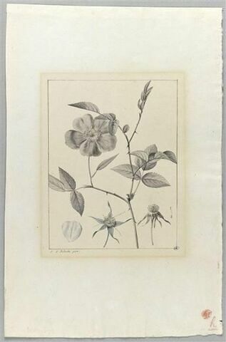 Une plante du jardin de La Malmaison : Rosa chinensis, image 2/2