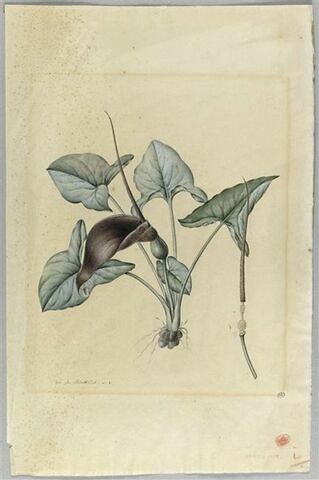 Une plante du jardin de La Malmaison : Typhonium divaricatum (Aracées), image 2/2