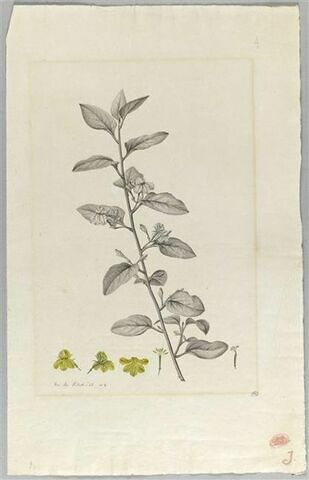 Une plante du jardin de La Malmaison : Goodenia ovata (Goodéniacées), image 2/2