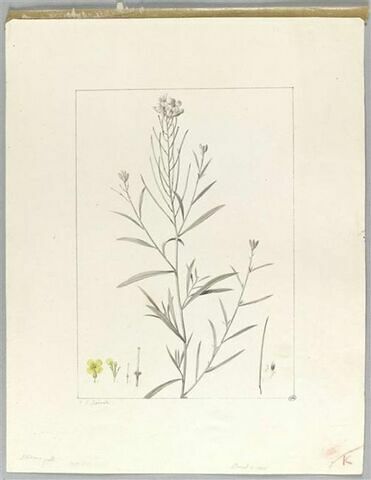 Une plante du jardin de La Malmaison : Erysimum helveticum (Crucifères), image 2/2