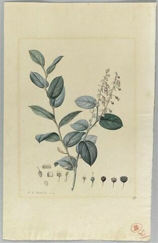 Une plante du jardin de La Malmaison : Gaultheria erecta (Ericacées), image 2/2