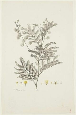Une plante du jardin de Cels : Mimosa botrycephala (Légumineuses)
