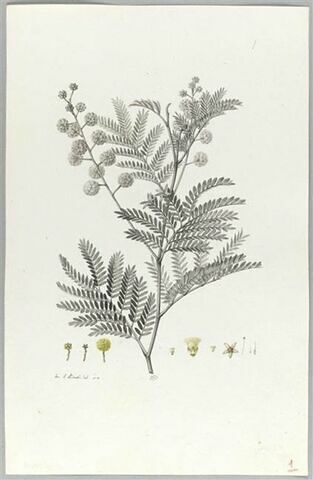 Une plante du jardin de Cels : Mimosa botrycephala (Légumineuses), image 2/2