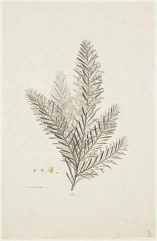 Une plante du jardin de Cels : Mimosa linifolia (Légumineuses)