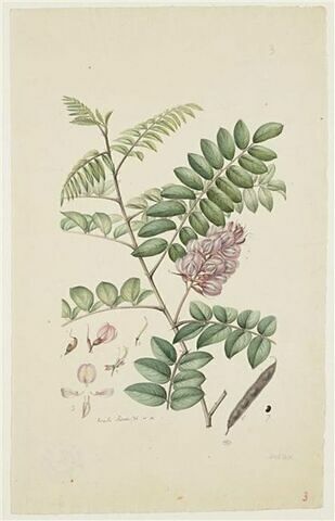 Une plante du jardin de Cels : Robinia viscosa (Légumineuses)