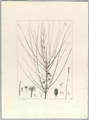 Une plante du jardin de Cels : Casuarina distyla (Casuarinacées), image 2/2