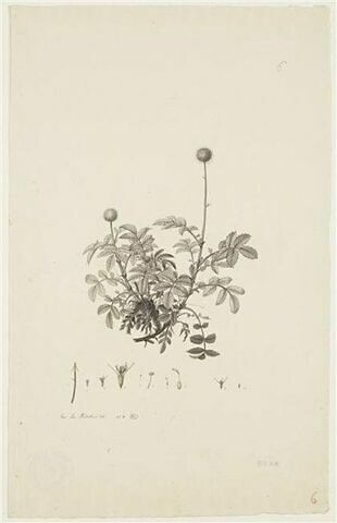 Une plante du jardin de Cels : Acaena ovalifolia (Rosacées)