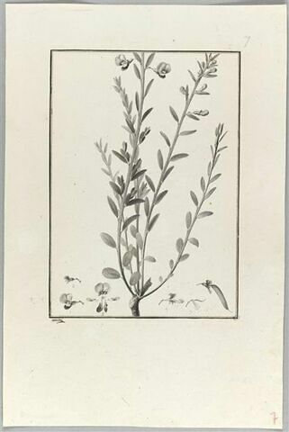 Une plante du jardin de Cels : Bossiaca heterophylla (Légumineuses), image 2/2