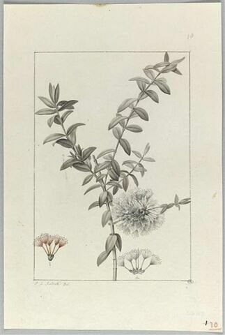 Une plante du jardin de Cels : Melaleuca hypericifolia (Myrtacées), image 2/2