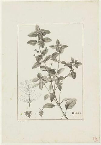 Une plante du jardin de Cels : Mercurialis elliptica (Euphorbiacées)