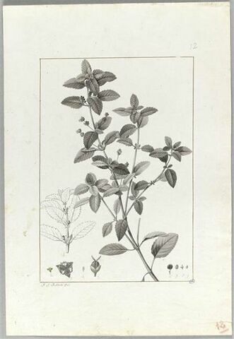Une plante du jardin de Cels : Mercurialis elliptica (Euphorbiacées), image 2/2