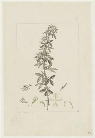 Une plante du jardin de Cels : Cytisus proliferus (Légumineuses)