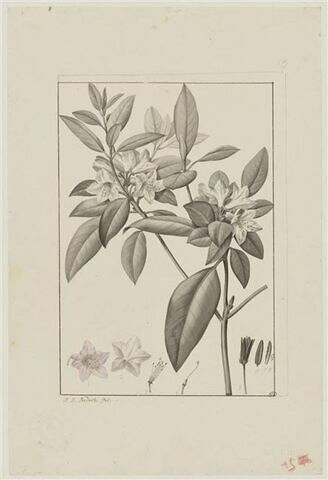 Une plante du jardin de Cels : Rhododendron punctatum (Ericacées)