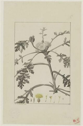 Une plante du jardin de Cels : Centaurea prolifera (Composées)