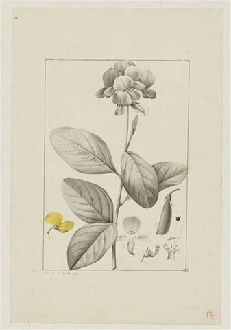 Une plante du jardin de Cels : Crotalaria semperflorens (Légumineuses)