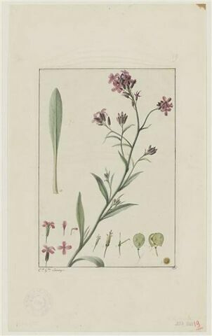 Une plante du jardin de Cels : Lunaria suffructicosa (Crucifères)