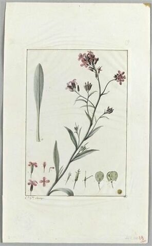 Une plante du jardin de Cels : Lunaria suffructicosa (Crucifères), image 2/2