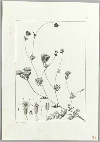 Une plante du jardin de Cels : Oliveria decumbens (Ombellifères), image 2/2