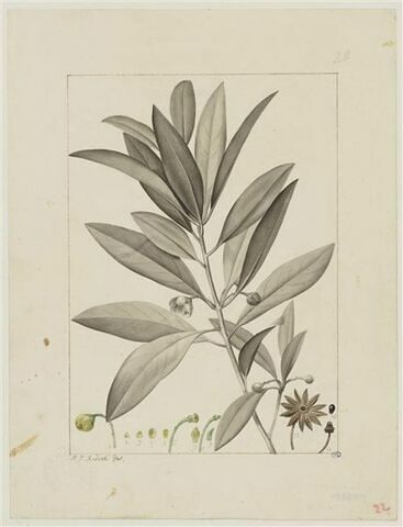 Une plante du jardin de Cels : Illicium parviflorum (Magnoliacées)