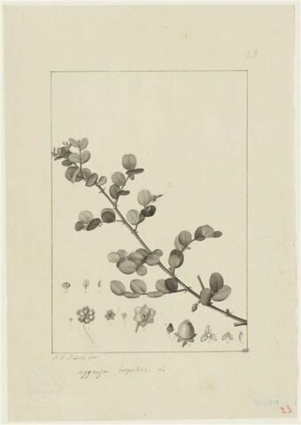 Une plante du jardin de Cels : Agyneja impubes (Euphorbiacées)