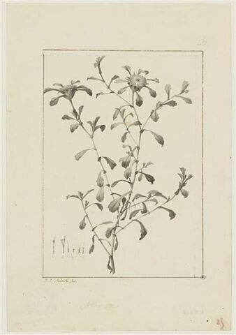 Une plante du jardin de Cels : Buphthalmum flosculosum (Composées)