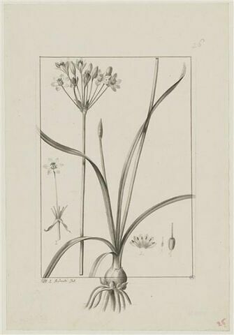 Une plante du jardin de Cels : Allium fragrans (Liliacées)