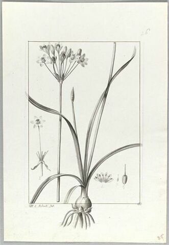 Une plante du jardin de Cels : Allium fragrans (Liliacées), image 2/2