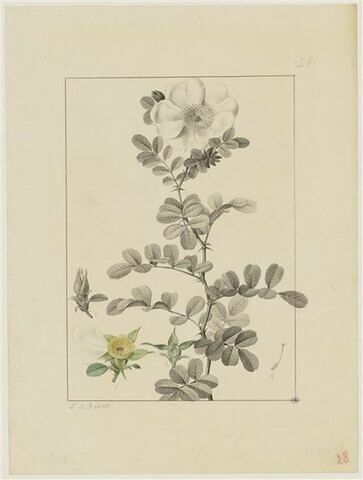 Une plante du jardin de Cels : Rosa bracteata (Rosacées)