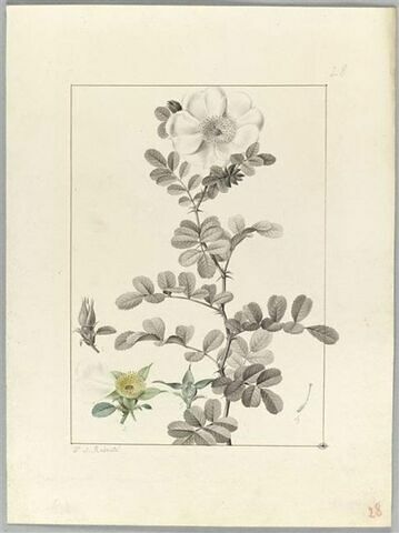 Une plante du jardin de Cels : Rosa bracteata (Rosacées), image 2/2