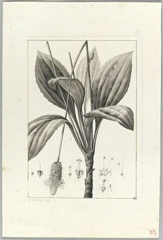 Une plante du jardin de Cels : Plantago vaginata (Plantaginacées), image 2/2