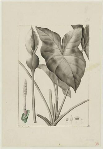Une plante du jardin de Cels : Caladium bicolor, image 1/2