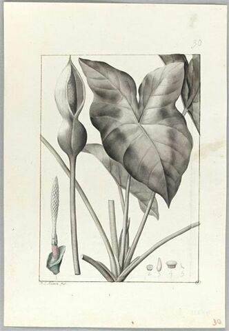 Une plante du jardin de Cels : Caladium bicolor, image 2/2