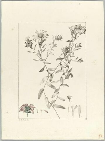 Une plante du jardin de Cels : Aster sericeus (Composées), image 2/2